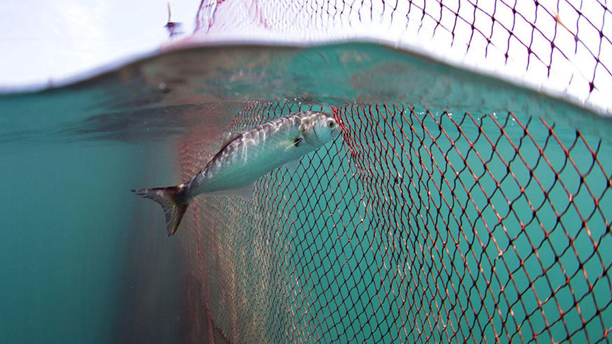 Netflix Belgeseli Seaspiracy’deki ’Okyanuslar 2048’de Neredeyse Bomboş Olacak’ İddiası Ne Kadar Doğru?