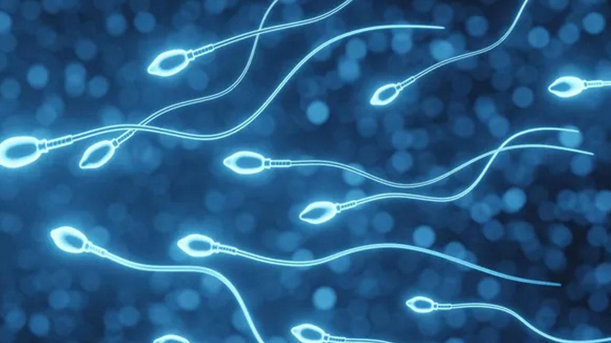 Kilo Vermenin Sperm Kalitesini ve Sayısını Artırdığı Kanıtlandı