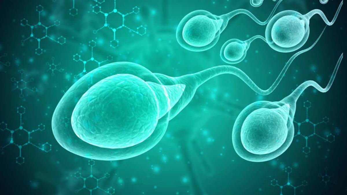Kilo Vermenin Sperm Kalitesini ve Sayısını Artırdığı Kanıtlandı
