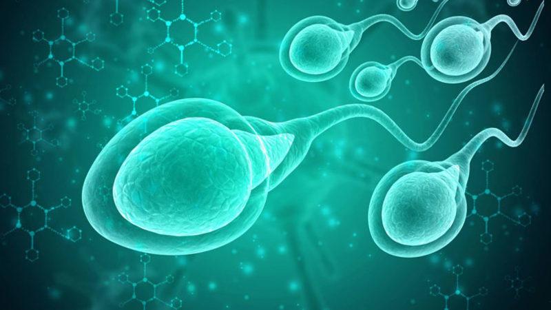 Kilo Vermenin Sperm Kalitesini ve Sayısını Artırdığı Kanıtlandı
