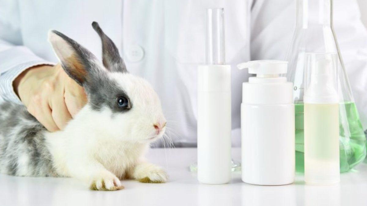 Sosyal Medyanın Gündemine Oturan Save Ralph, Deney Hayvanları İçin Neden Bu Kadar Önemli?