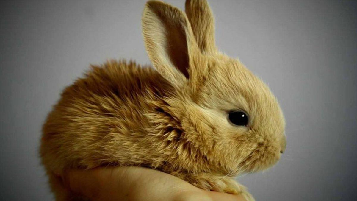 Sosyal Medyanın Gündemine Oturan Save Ralph, Deney Hayvanları İçin Neden Bu Kadar Önemli?