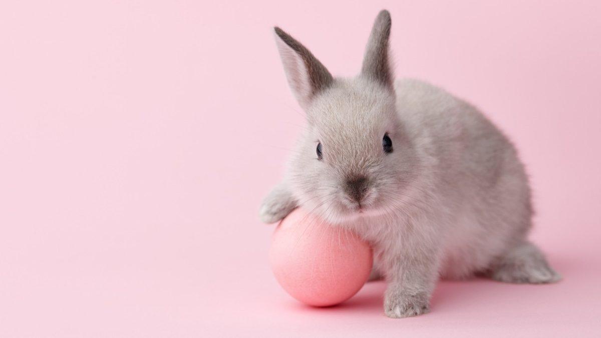 Sosyal Medyanın Gündemine Oturan Save Ralph, Deney Hayvanları İçin Neden Bu Kadar Önemli?