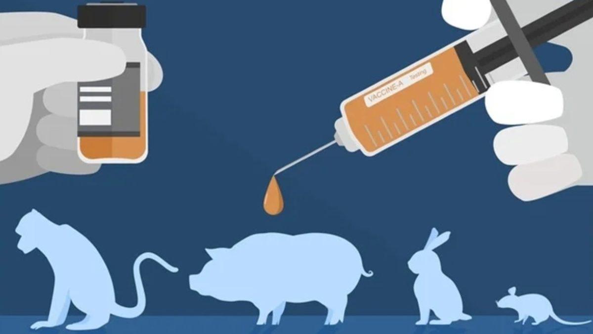 Sosyal Medyanın Gündemine Oturan Save Ralph, Deney Hayvanları İçin Neden Bu Kadar Önemli?