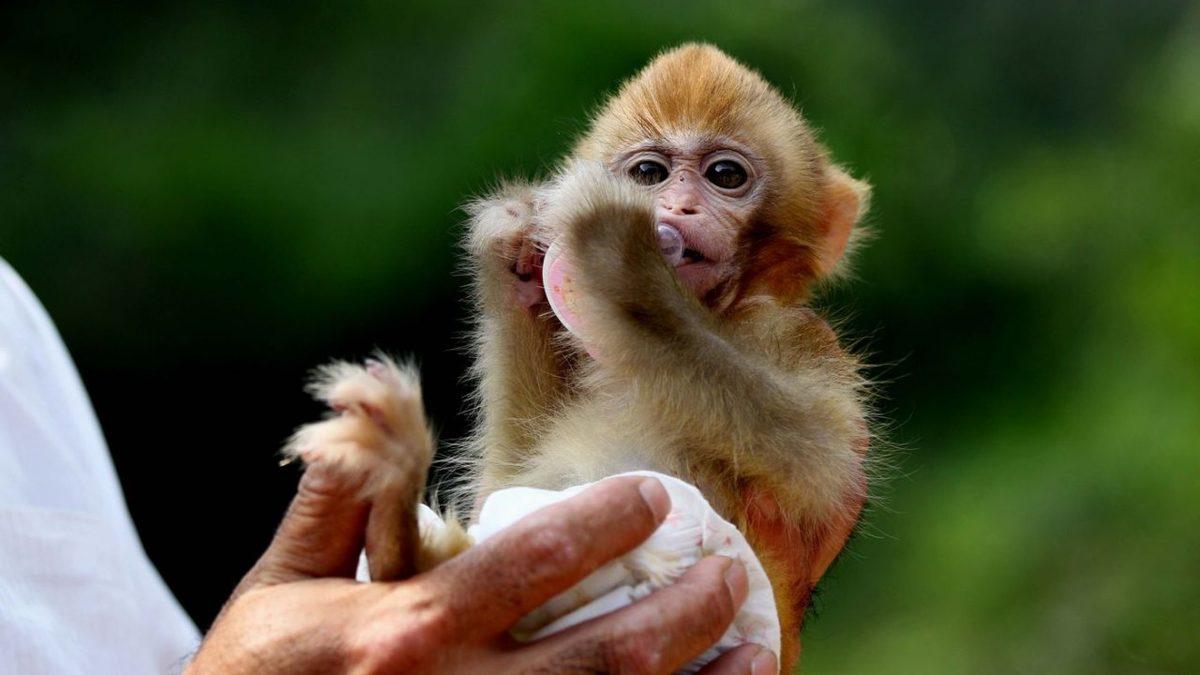 Etik Tartışmalarını Alevlendirecek Açıklama: Laboratuvarda İnsan-Maymun Melezi Embriyolar Üretildi