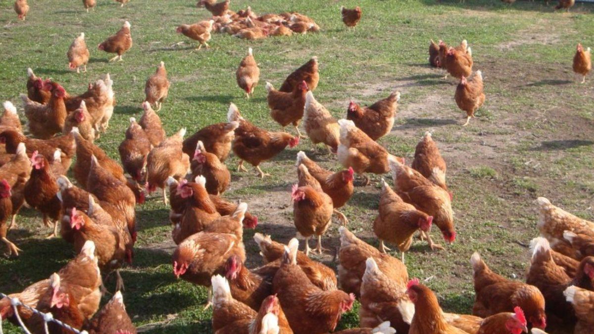 En Çok Et Üretilen Bölgeler ve Tüketen Ülkeler Açıklandı: Her Yıl 77 Milyar Hayvan, Eti İçin Öldürülüyor