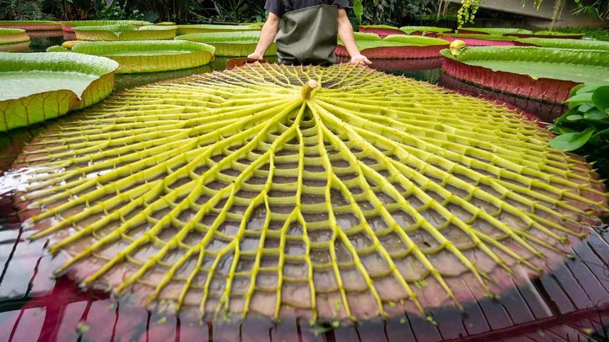 Dünyanın En Büyük Nilüfer Türü Keşfedildi: Yaprakları 3 Metreye Ulaşıyor