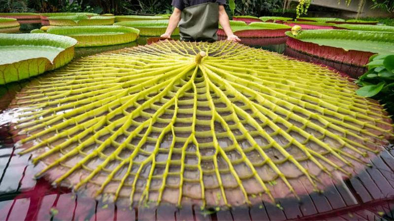 Dünyanın En Büyük Nilüfer Türü Keşfedildi: Yaprakları 3 Metreye Ulaşıyor