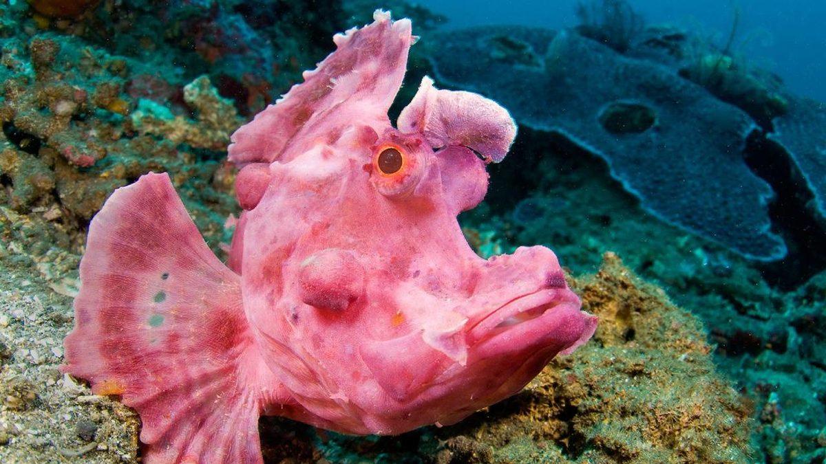 Dünyanın ’Neredeyse Tamamını’ Kaplayan Okyanuslar Hakkında 10 Şaşırtıcı Gerçek