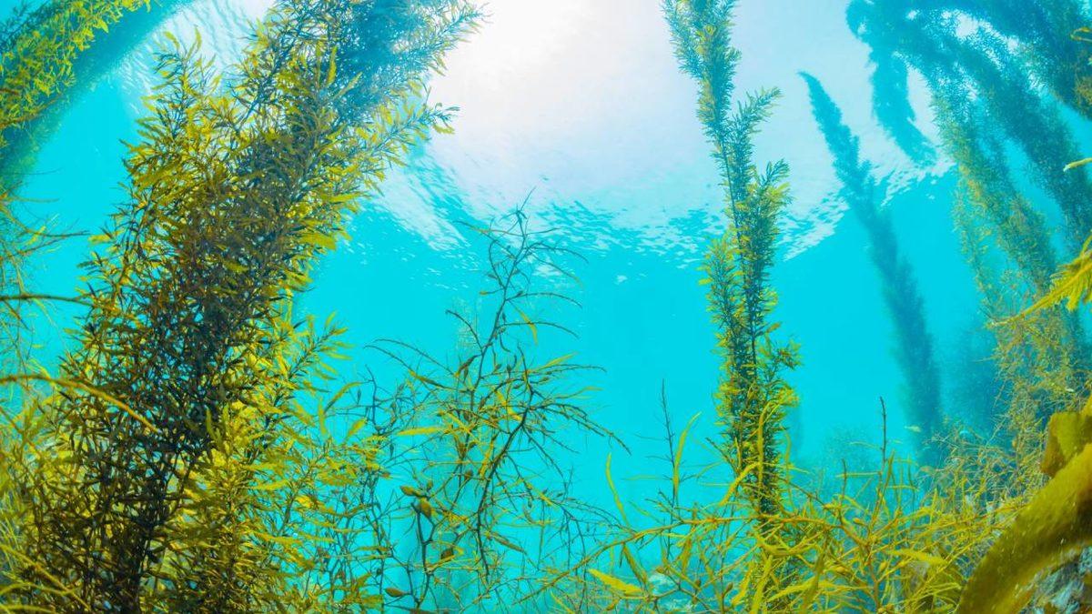 Dünyanın ’Neredeyse Tamamını’ Kaplayan Okyanuslar Hakkında 10 Şaşırtıcı Gerçek