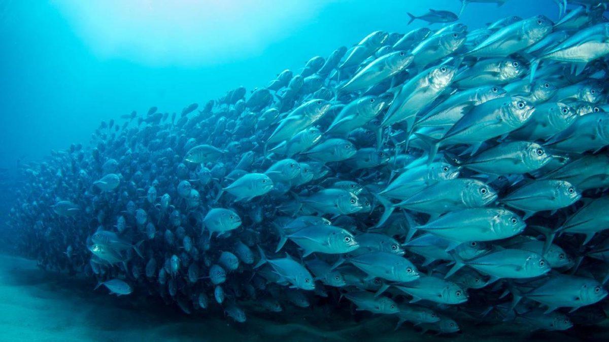 Dünyanın ’Neredeyse Tamamını’ Kaplayan Okyanuslar Hakkında 10 Şaşırtıcı Gerçek