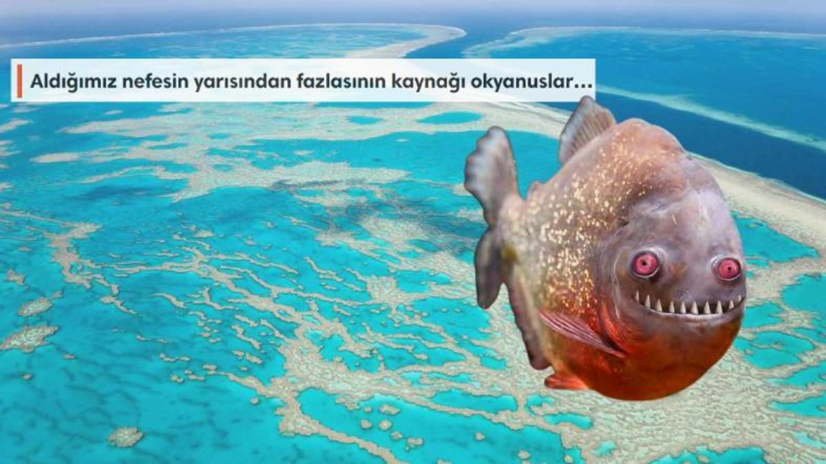 Dünyanın ’Neredeyse Tamamını’ Kaplayan Okyanuslar Hakkında 10 Şaşırtıcı Gerçek