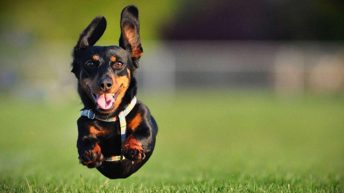 Pet Shoplarda Evcil Hayvan Sergilenmesi Sona Eriyor!