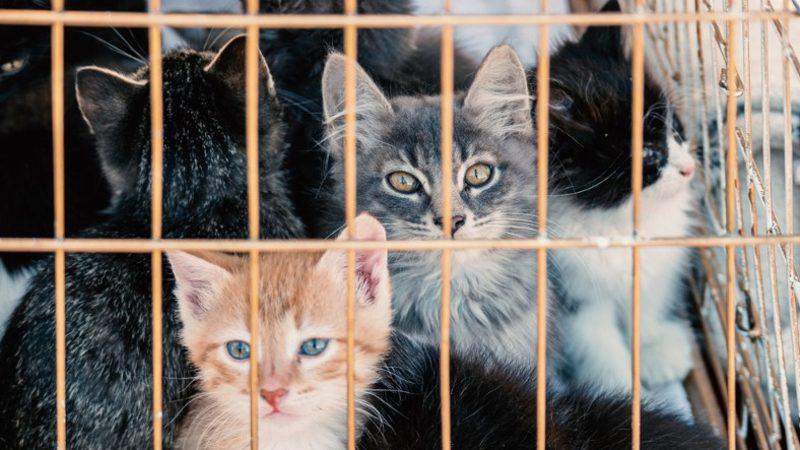 Pet Shoplarda Evcil Hayvan Sergilenmesi Sona Eriyor!