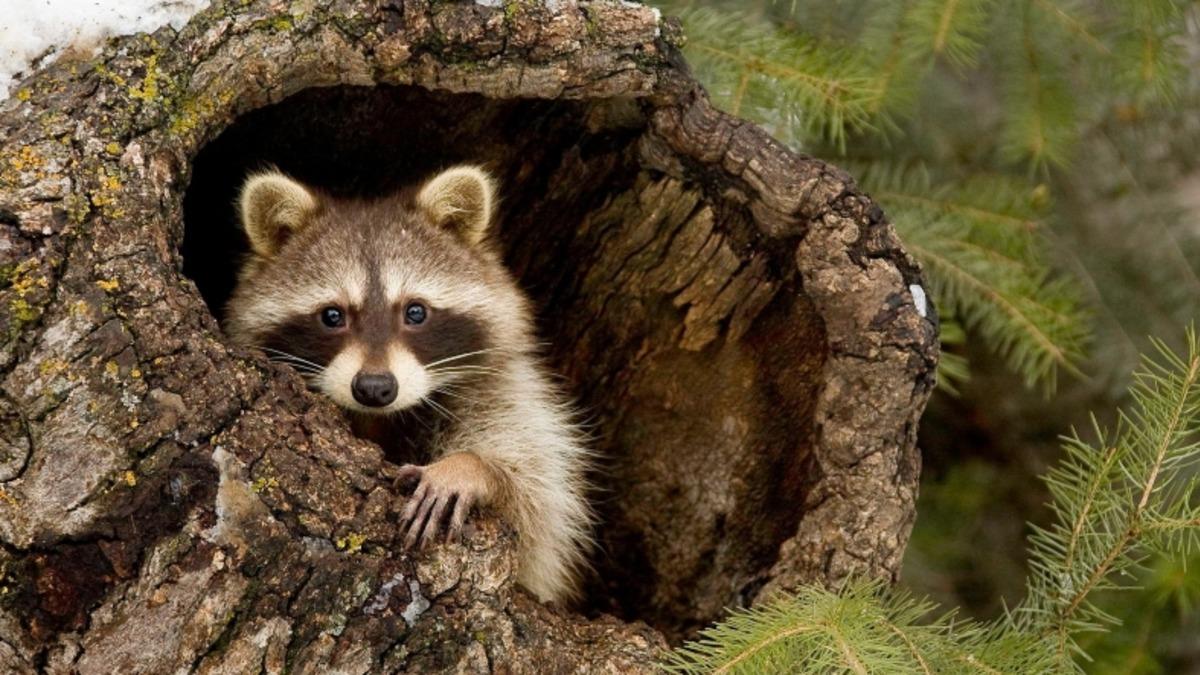 I. Dünya Savaşı’nı Başlatan Suikast Nasıl Oldu da Japonya’nın Rakunlar Tarafından İşgal Edilmesine Neden Oldu?