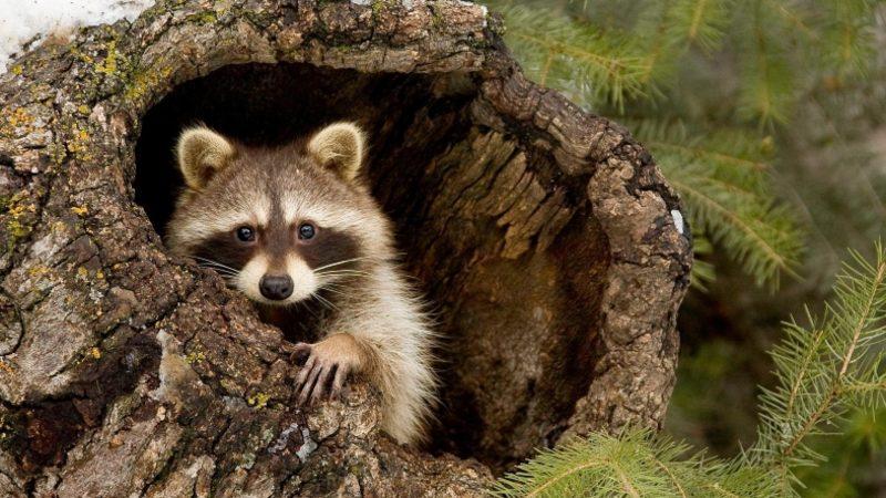 I. Dünya Savaşı’nı Başlatan Suikast Nasıl Oldu da Japonya’nın Rakunlar Tarafından İşgal Edilmesine Neden Oldu?