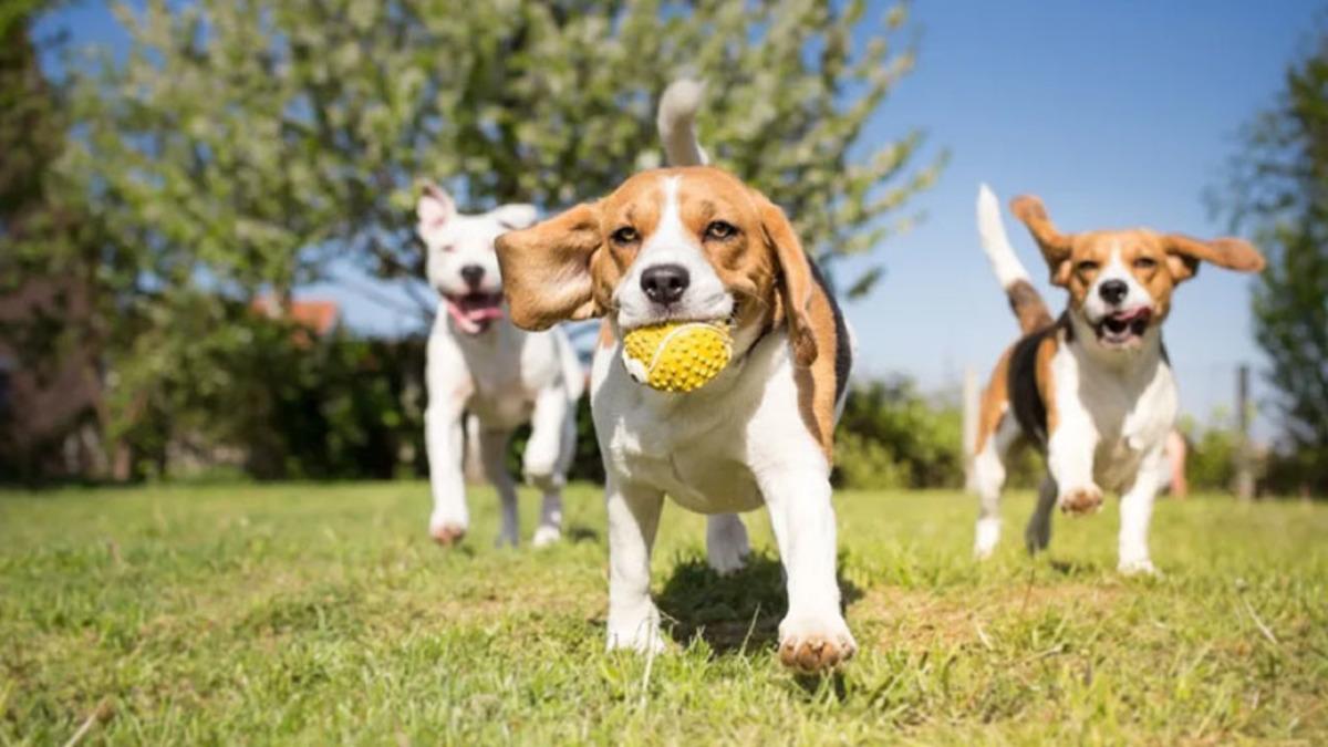 Köpeklerin Sandığımızdan Çok Daha ’Zeki’ Olduğunu Gösteren Keşif: Kokuları Bile Düşünebiliyorlarsa
