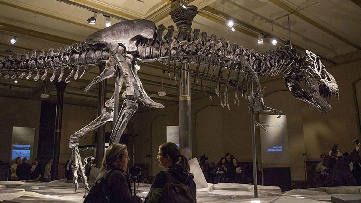 Yeni Bir Araştırmaya Göre Dünya Üzerinde Toplamda 2,5 Milyar T-Rex Yaşamış