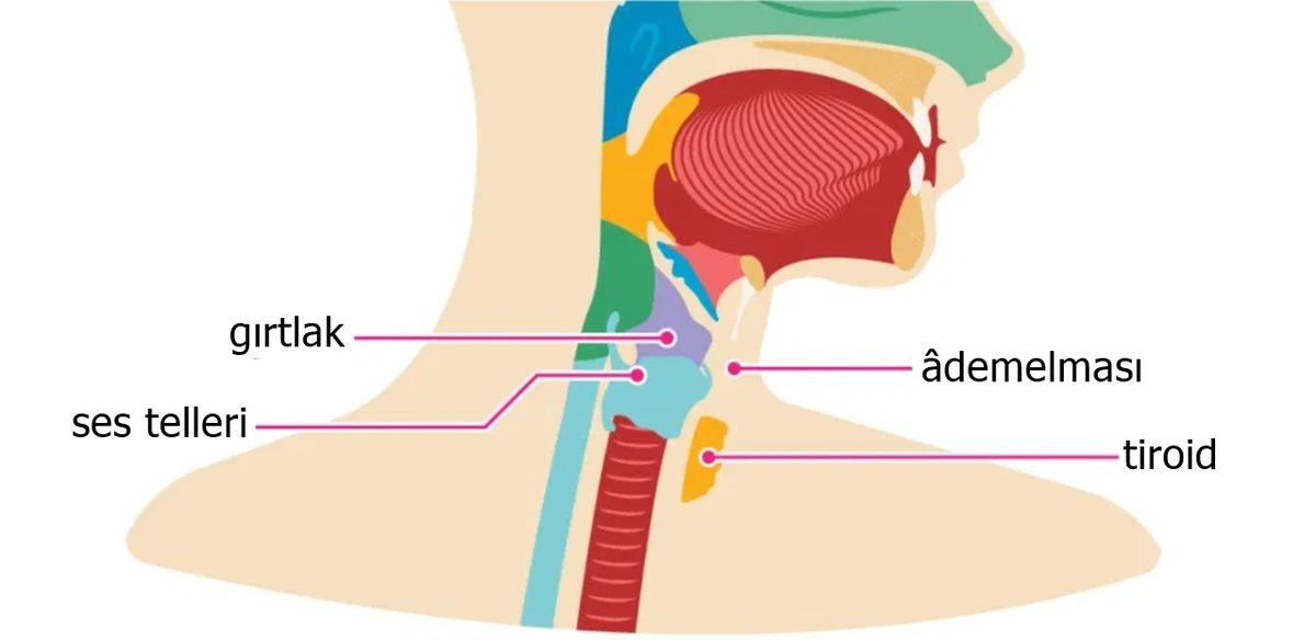 Aslında Kadınlarda da Âdemelması Var: Peki Neden Erkeklerdeki Kadar İri Görünmüyor?