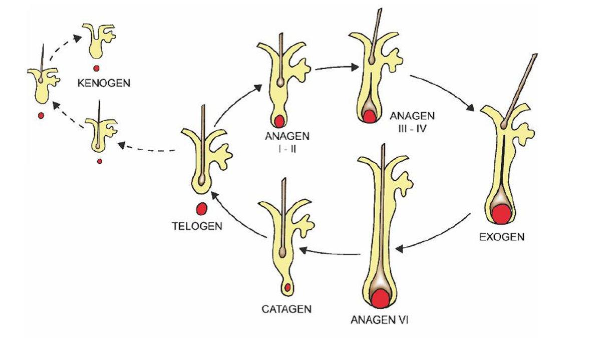 Saçlarımız Metrelerce Uzayabiliyorken Kaş, Kirpik Gibi Kıllarımız Neden Uzamaz?