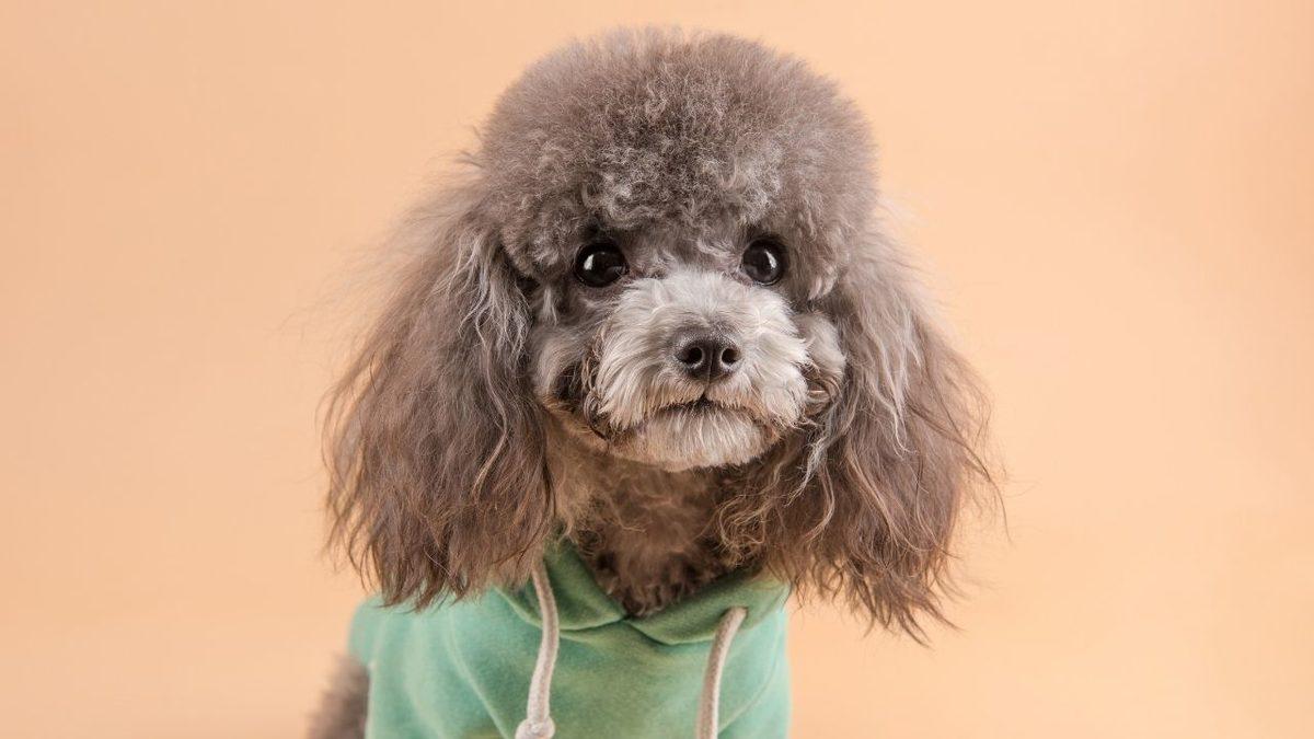 Zekası ile Öne Çıkan Köpek Cinsleri ve Daha Önce Duymadığınız İlginç Geçmişleri