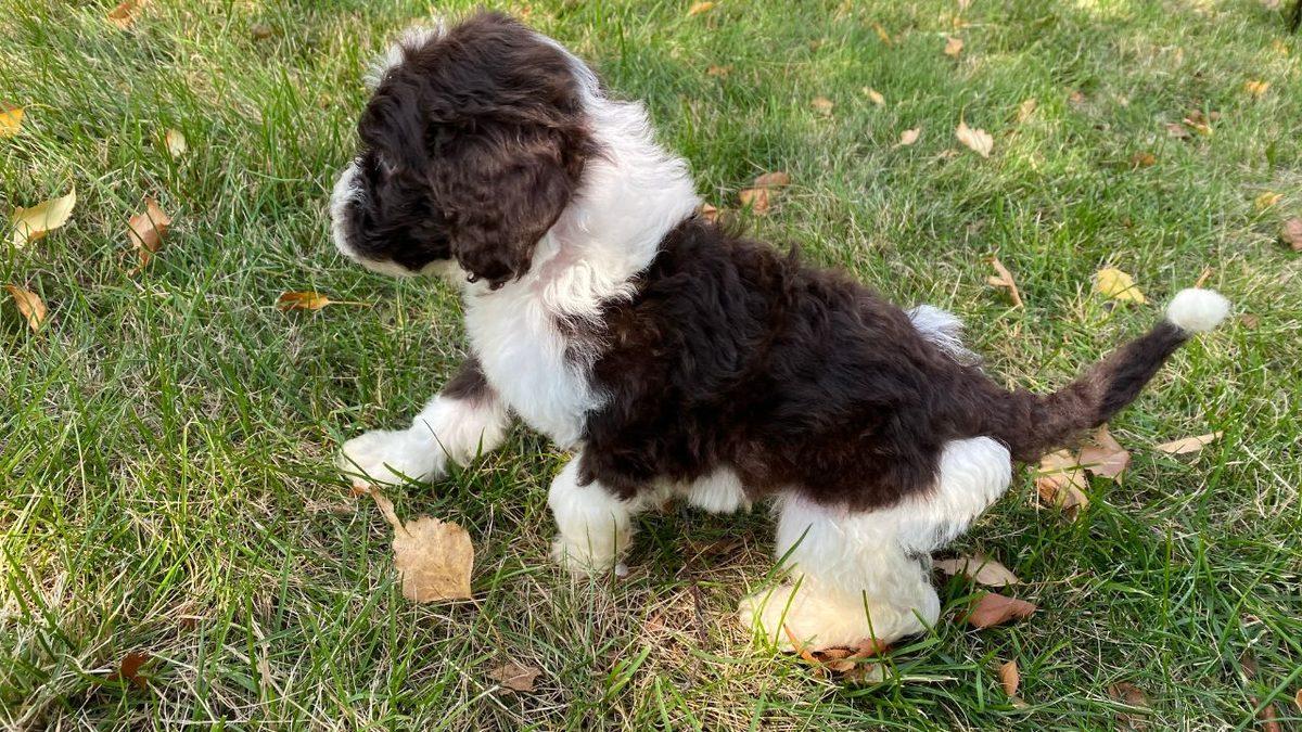 Zekası ile Öne Çıkan Köpek Cinsleri ve Daha Önce Duymadığınız İlginç Geçmişleri