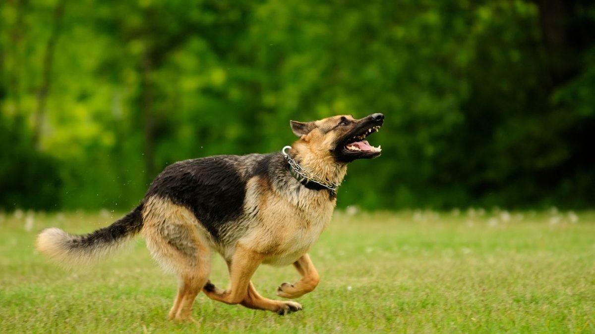 Zekası ile Öne Çıkan Köpek Cinsleri ve Daha Önce Duymadığınız İlginç Geçmişleri