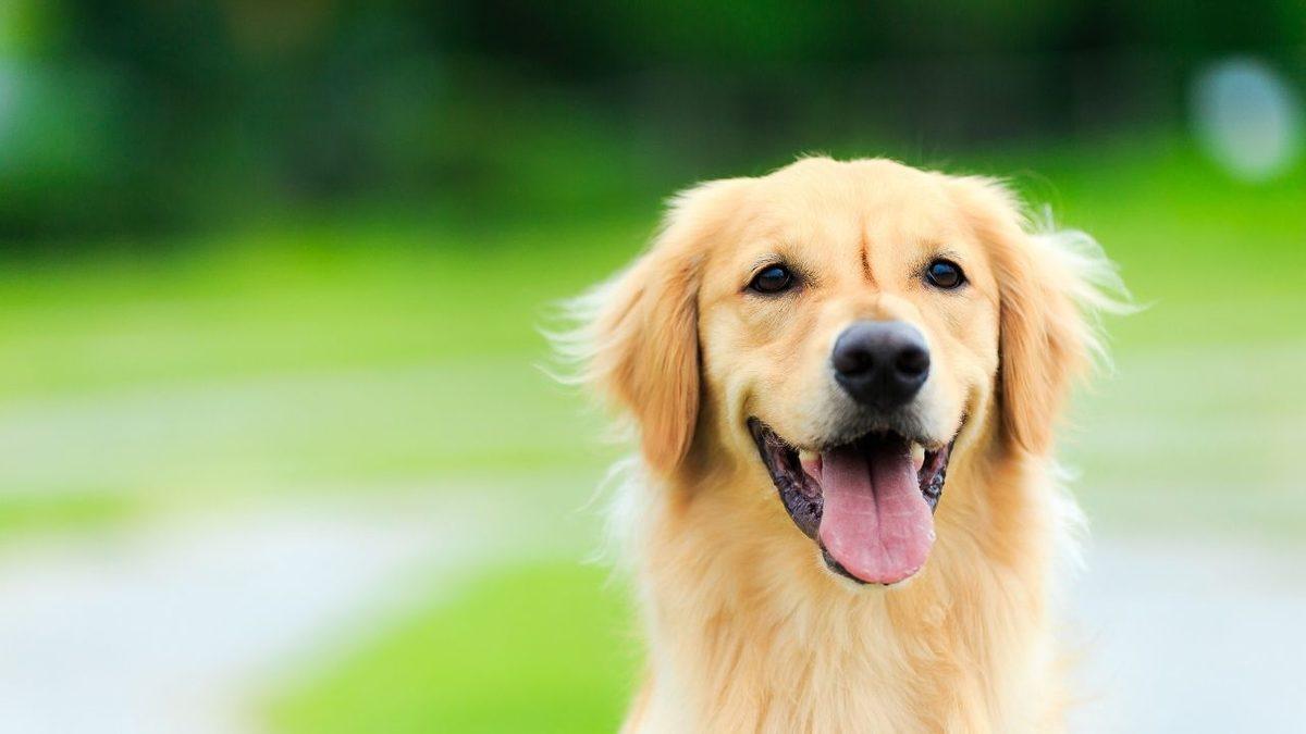 Zekası ile Öne Çıkan Köpek Cinsleri ve Daha Önce Duymadığınız İlginç Geçmişleri