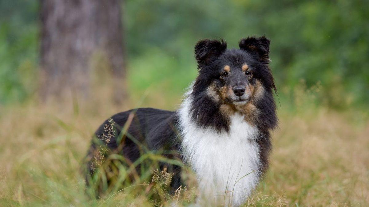 Zekası ile Öne Çıkan Köpek Cinsleri ve Daha Önce Duymadığınız İlginç Geçmişleri