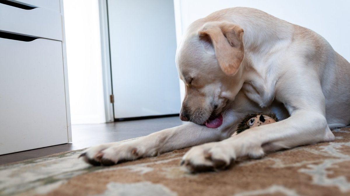 Zekası ile Öne Çıkan Köpek Cinsleri ve Daha Önce Duymadığınız İlginç Geçmişleri