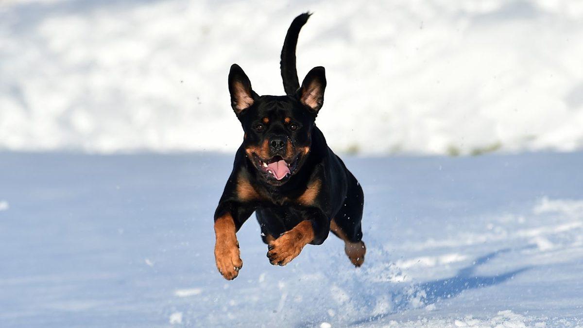 Zekası ile Öne Çıkan Köpek Cinsleri ve Daha Önce Duymadığınız İlginç Geçmişleri