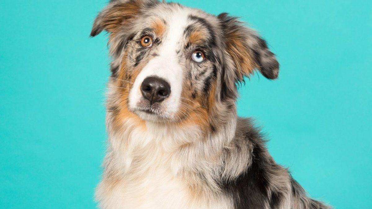 Zekası ile Öne Çıkan Köpek Cinsleri ve Daha Önce Duymadığınız İlginç Geçmişleri