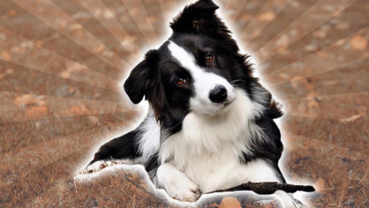 Zekası ile Öne Çıkan Köpek Cinsleri ve Daha Önce Duymadığınız İlginç Geçmişleri