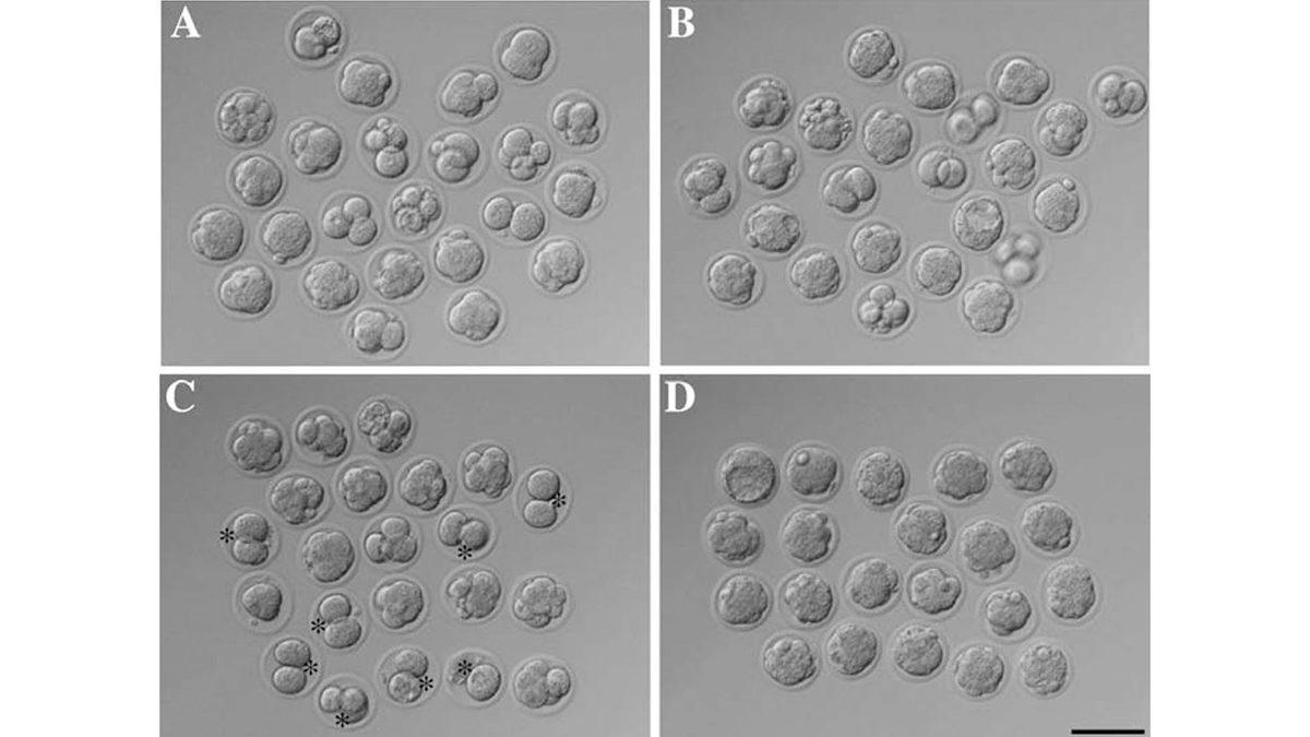 Tarihte İlk Kez ‘Ölü Bir Farenin Deri Hücresinden’ Yeni Fareler Klonlandı: Peki Bu Ne Demek Oluyor?