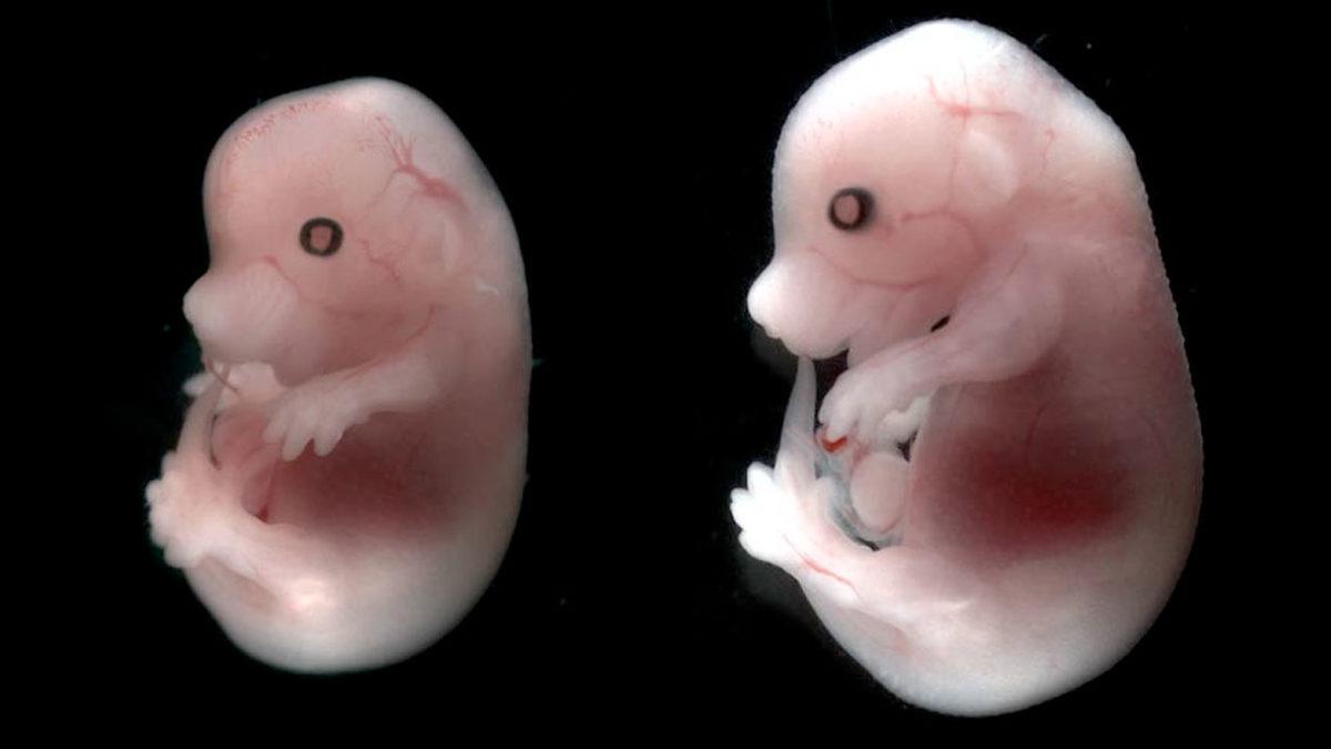 Tarihte İlk Kez ‘Ölü Bir Farenin Deri Hücresinden’ Yeni Fareler Klonlandı: Peki Bu Ne Demek Oluyor?