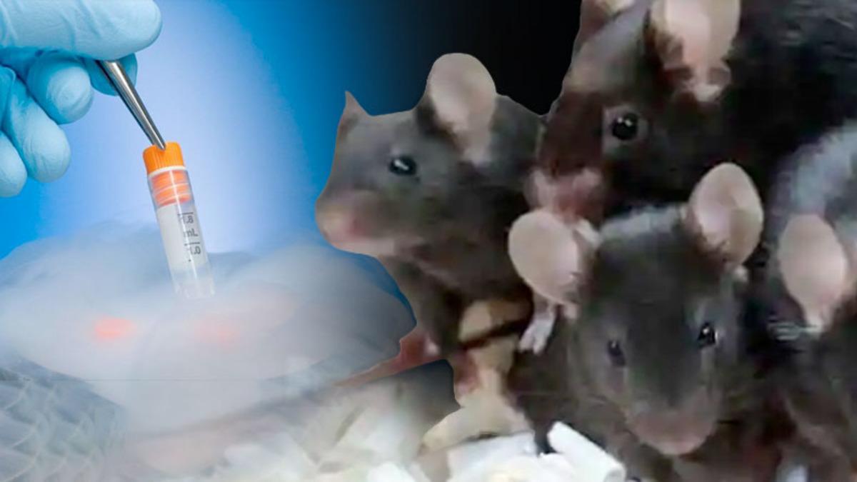 Tarihte İlk Kez ‘Ölü Bir Farenin Deri Hücresinden’ Yeni Fareler Klonlandı: Peki Bu Ne Demek Oluyor?