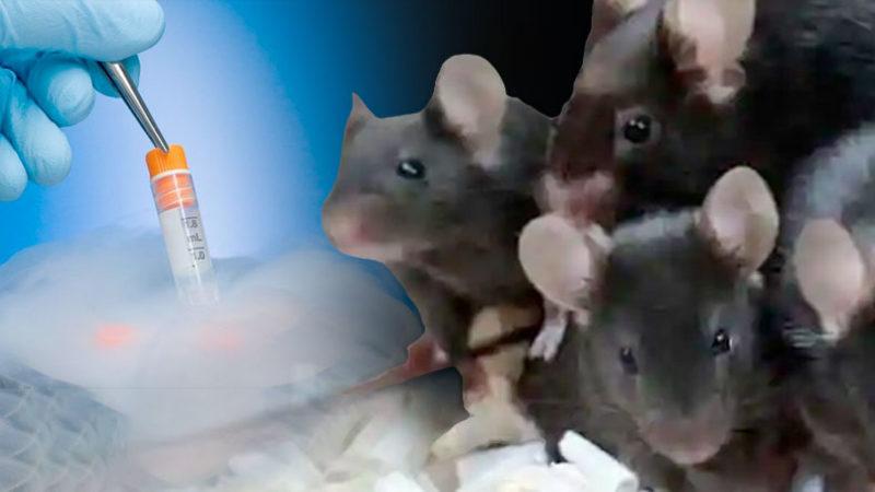 Tarihte İlk Kez ‘Ölü Bir Farenin Deri Hücresinden’ Yeni Fareler Klonlandı: Peki Bu Ne Demek Oluyor?