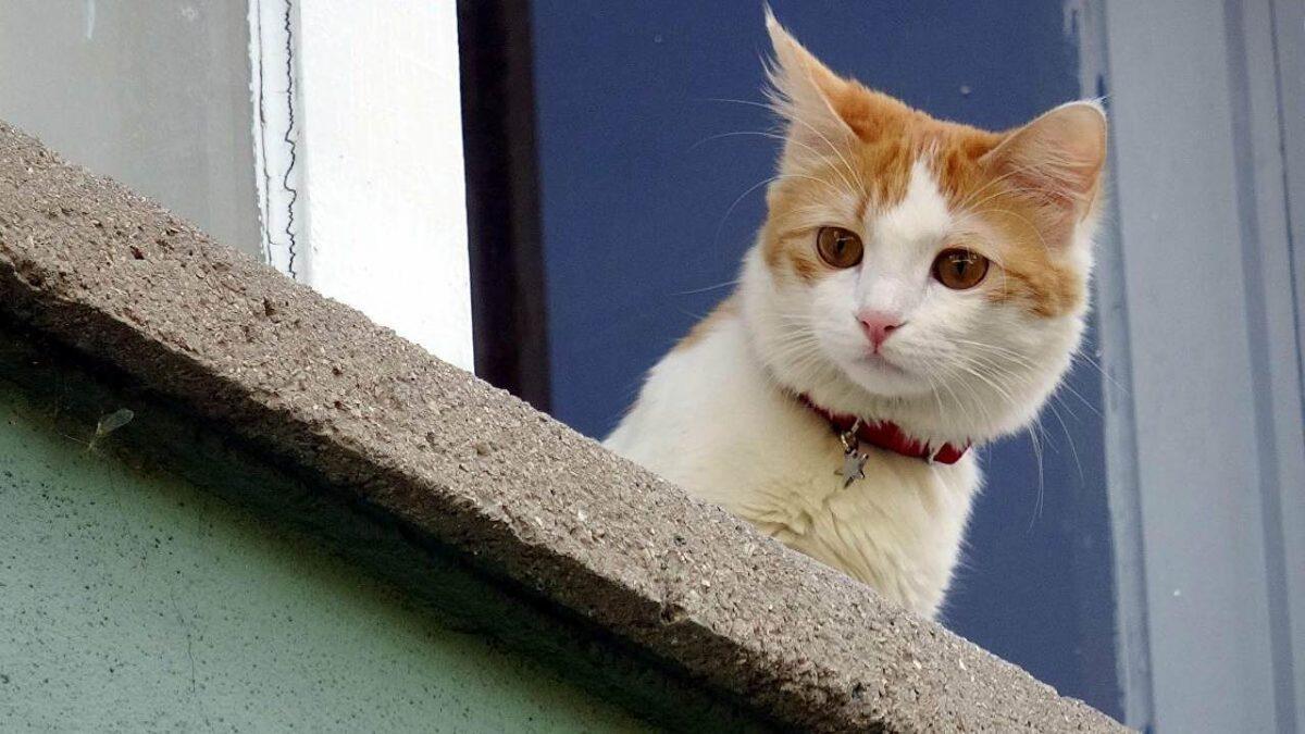 Evde Beslenen Köpeklere 2021 Sonuna Kadar Çip Taktırılması Gerekiyor: Taktırmayanlara 10 Bin TL Ceza