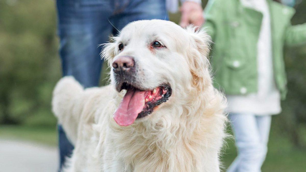 Evde Beslenen Köpeklere 2021 Sonuna Kadar Çip Taktırılması Gerekiyor: Taktırmayanlara 10 Bin TL Ceza
