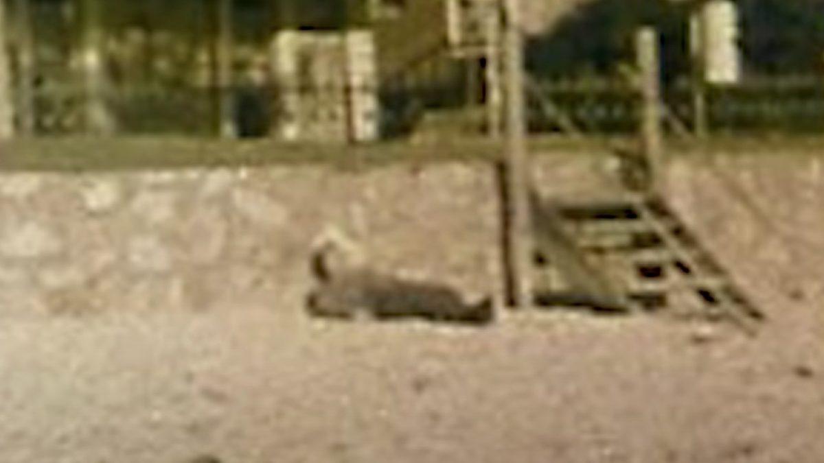 Cebinden Ömer Hayyam’ın Kitabından Bir Parça Çıkan, Tarihin En Büyük Gizemlerinden: Tamam Shud Cinayeti