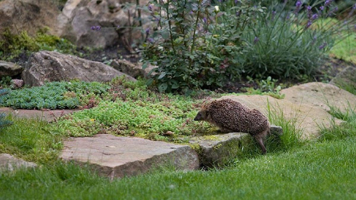Kirpiler Ne Yer, Nerede Yaşar? Bu Sevimli Canlılar Hakkında Bilmeniz Gereken Her Şey