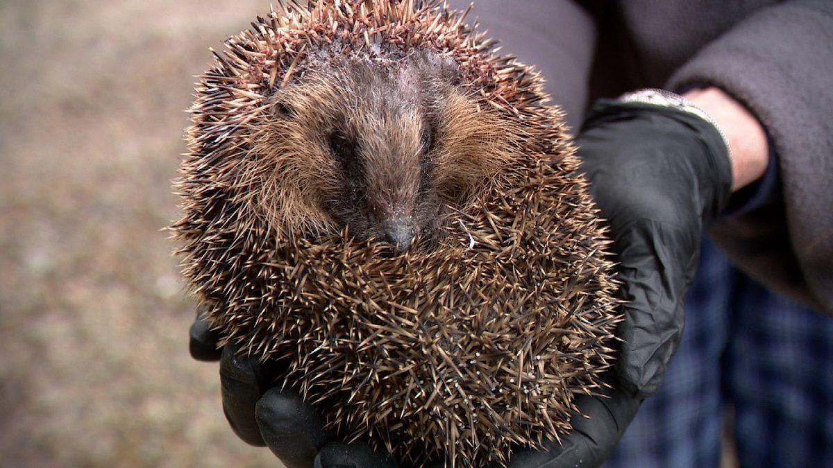 Kirpiler Ne Yer, Nerede Yaşar? Bu Sevimli Canlılar Hakkında Bilmeniz Gereken Her Şey