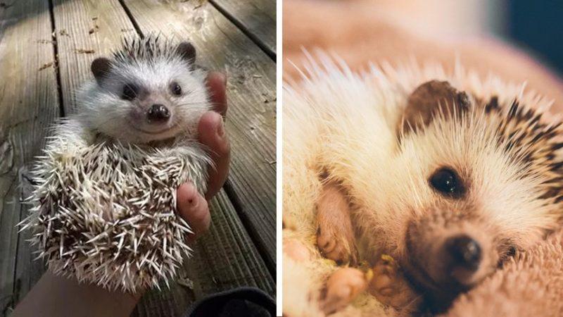 Kirpiler Ne Yer, Nerede Yaşar? Bu Sevimli Canlılar Hakkında Bilmeniz Gereken Her Şey