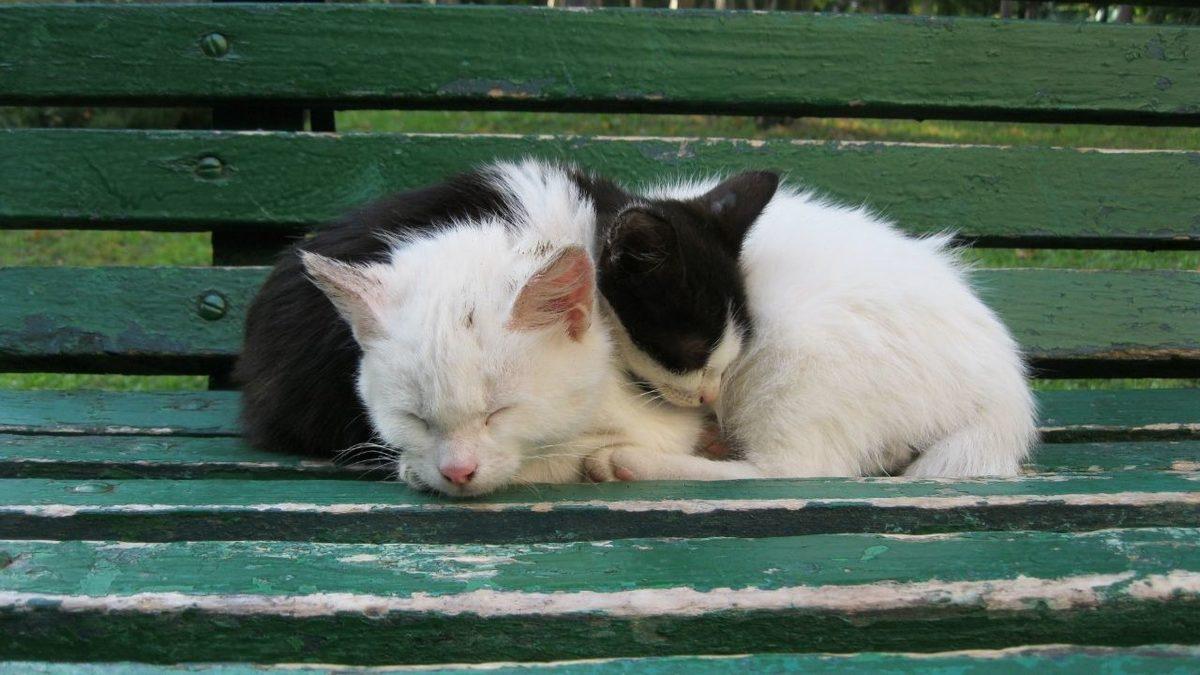 Sıklıkla Karşılaştığımız ‘Yin Yang’ Sembolünün Gerçek Anlamı