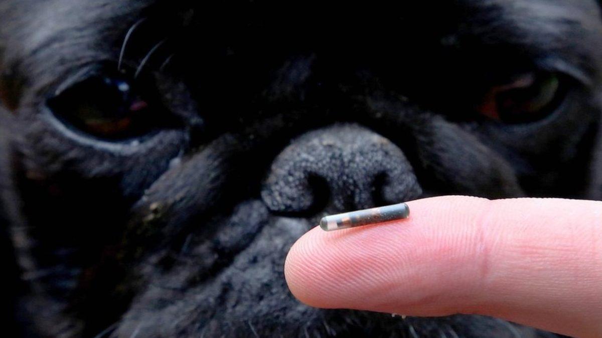 Evcil Hayvanlara Takılma Zorunluluğu Getirilen Mikroçip Tam Olarak Ne İşe Yarıyor?