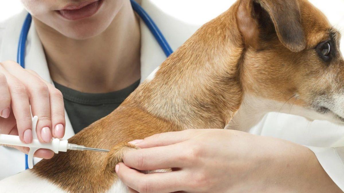 Evcil Hayvanlara Takılma Zorunluluğu Getirilen Mikroçip Tam Olarak Ne İşe Yarıyor?