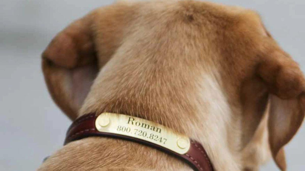 Evcil Hayvanlara Takılma Zorunluluğu Getirilen Mikroçip Tam Olarak Ne İşe Yarıyor?