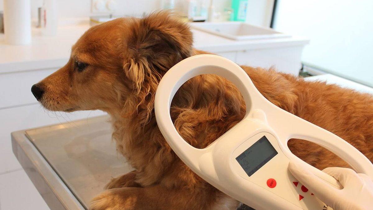 Evcil Hayvanlara Takılma Zorunluluğu Getirilen Mikroçip Tam Olarak Ne İşe Yarıyor?