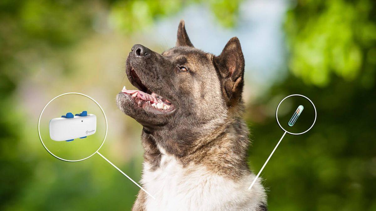 Evcil Hayvanlara Takılma Zorunluluğu Getirilen Mikroçip Tam Olarak Ne İşe Yarıyor?