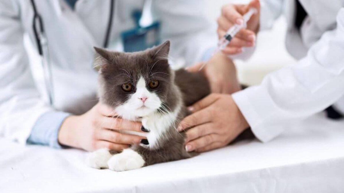 Evcil Hayvanlara Takılma Zorunluluğu Getirilen Mikroçip Tam Olarak Ne İşe Yarıyor?